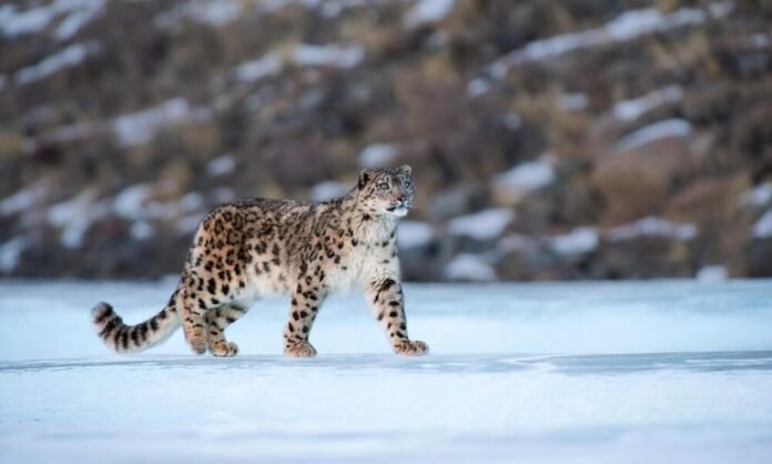 Snow leopard in Himachal Pradesh
